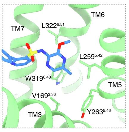 Open access visualization of Protein Structure, Chemical Structure, Zibotentan, ETA, Residues