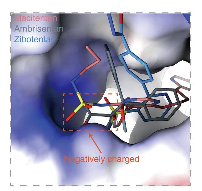 Open access visualization of Protein Structure, Chemical Structure, Macitentan, Zibotentan, Ambrisentan