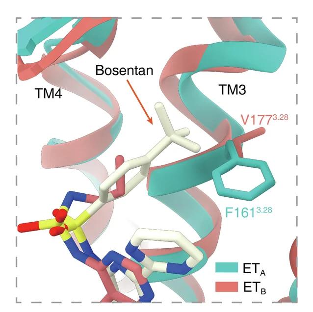 Open access visualization of Protein Structure, Chemical Structure, ETB, V177 3.28, Antagonist-Binding Pocket