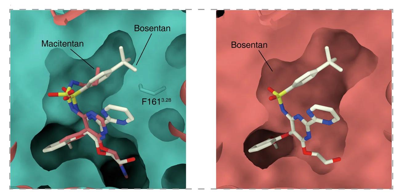 Open access visualization of Protein Structure, Chemical Structure, 3D Plot, Antagonists, ETA