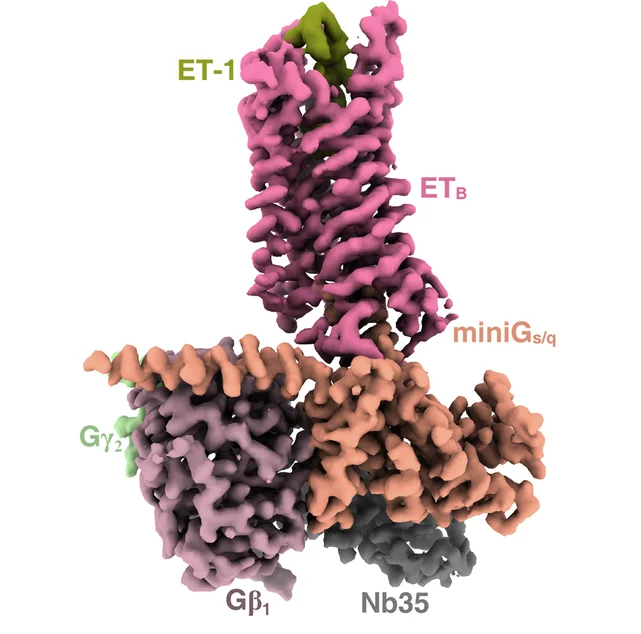 Open access visualization of Protein Structure, Cryo-EM, Density Maps, ET1, ETB