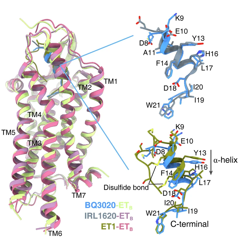 Open access visualization of Protein Structure, Structural Comparison, ETB, BQ3020, IRL1620