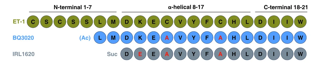 Open access visualization of Illustration, Sequence Alignment, Peptides, ET-1, BQ3020