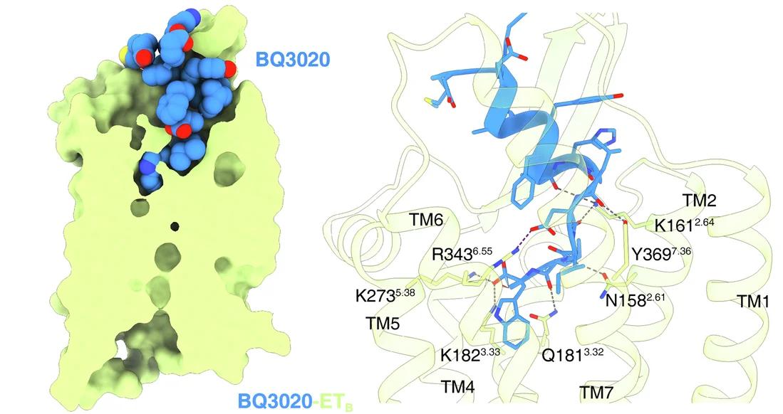 Open access visualization of Protein Structure, 3D Plot, Chemical Structure, Cross-section, BQ3020
