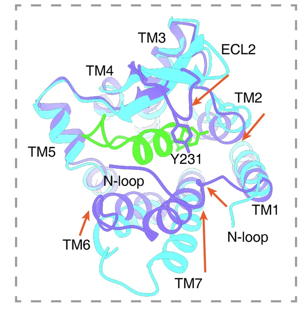 Open access visualization of Protein Structure, Conformational Changes, Loop Regions, Helical Rearrangement, ET A Activation