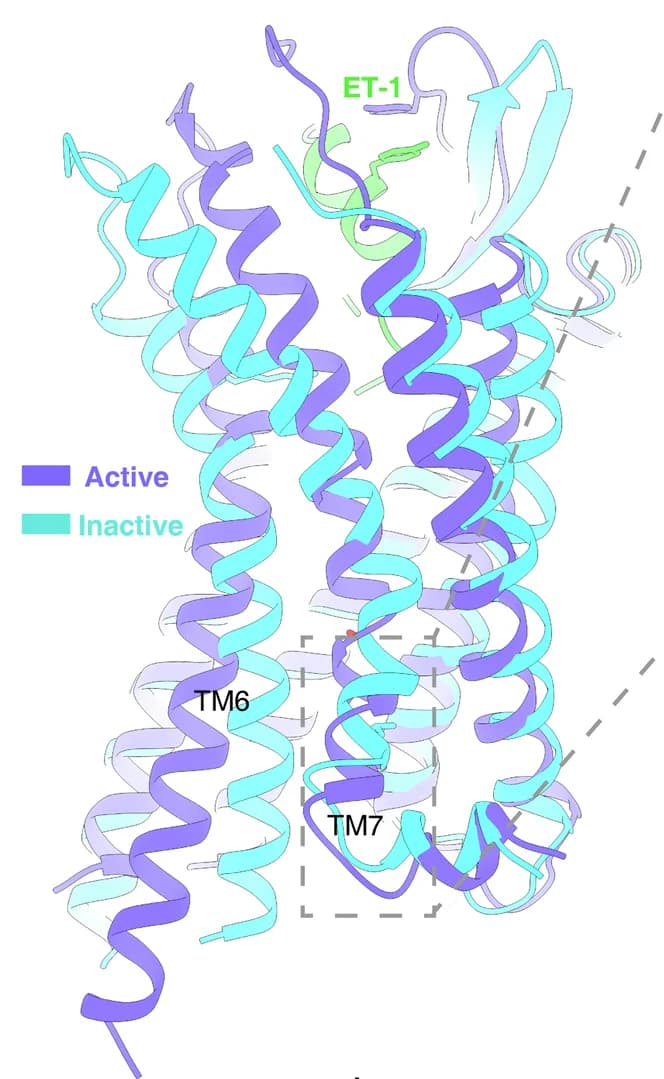 Open access visualization of Protein Structure, Structural Comparison, TM6 Extension