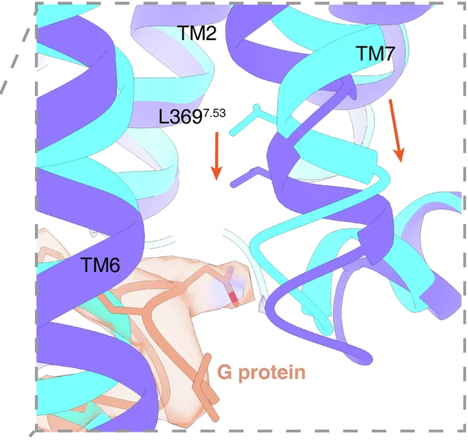 Open access visualization of Protein Structure, Chemical Structure, Structural Comparison, TM7 Movement, Cytoplasmic Portion