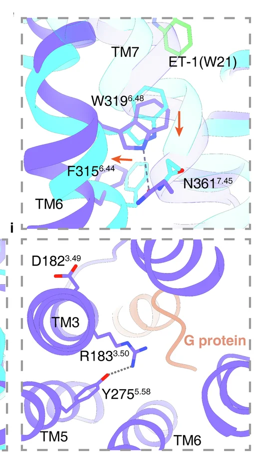 Open access visualization of Protein Structure, Conformational Changes, Key Motifs, ET A Activation, PIF Motif