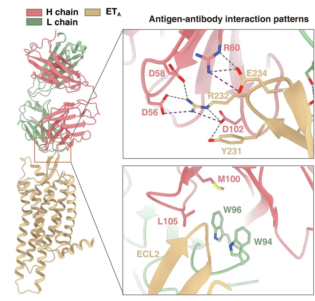 Open access visualization of Protein Structure, Chemical Structure, Fab 301, ETA, AlphaFold2