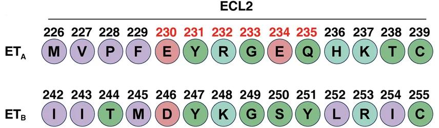 Open access visualization of Illustration, Sequence Alignment, ECL2, ETA, ETB