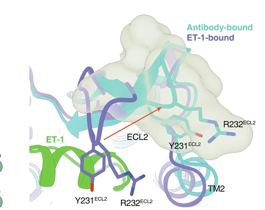 Open access visualization of Protein Structure, Chemical Structure, Conformational Change, ECL2, ET-1