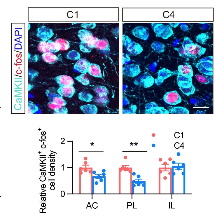 Open access visualization of Microscopy, Bar Plot, Scatter Plot, Error Bars, Immunofluorescence