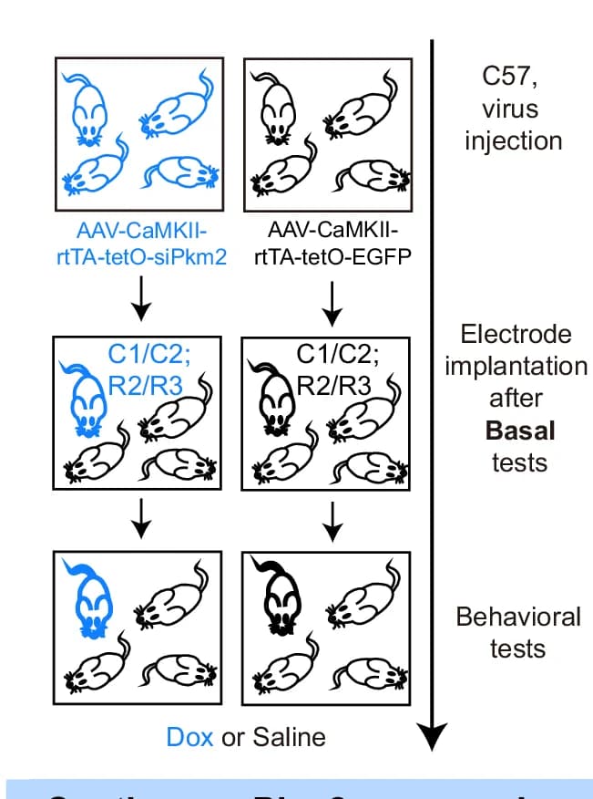 Open access visualization of Workflow, Flowchart, Experiment, Schematic Illustration