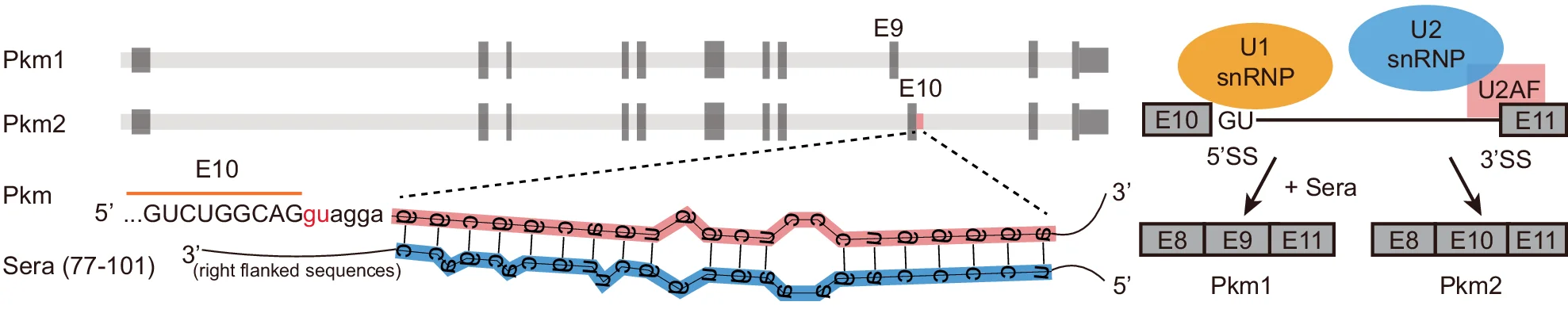 Open access visualization of Workflow, Flowchart, Pkm pre-mRNA, Sera, RNAcofold