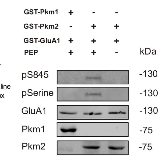 Open access visualization of Gel, Phosphorylation, GST-GluA1, Pkm1, Pkm2