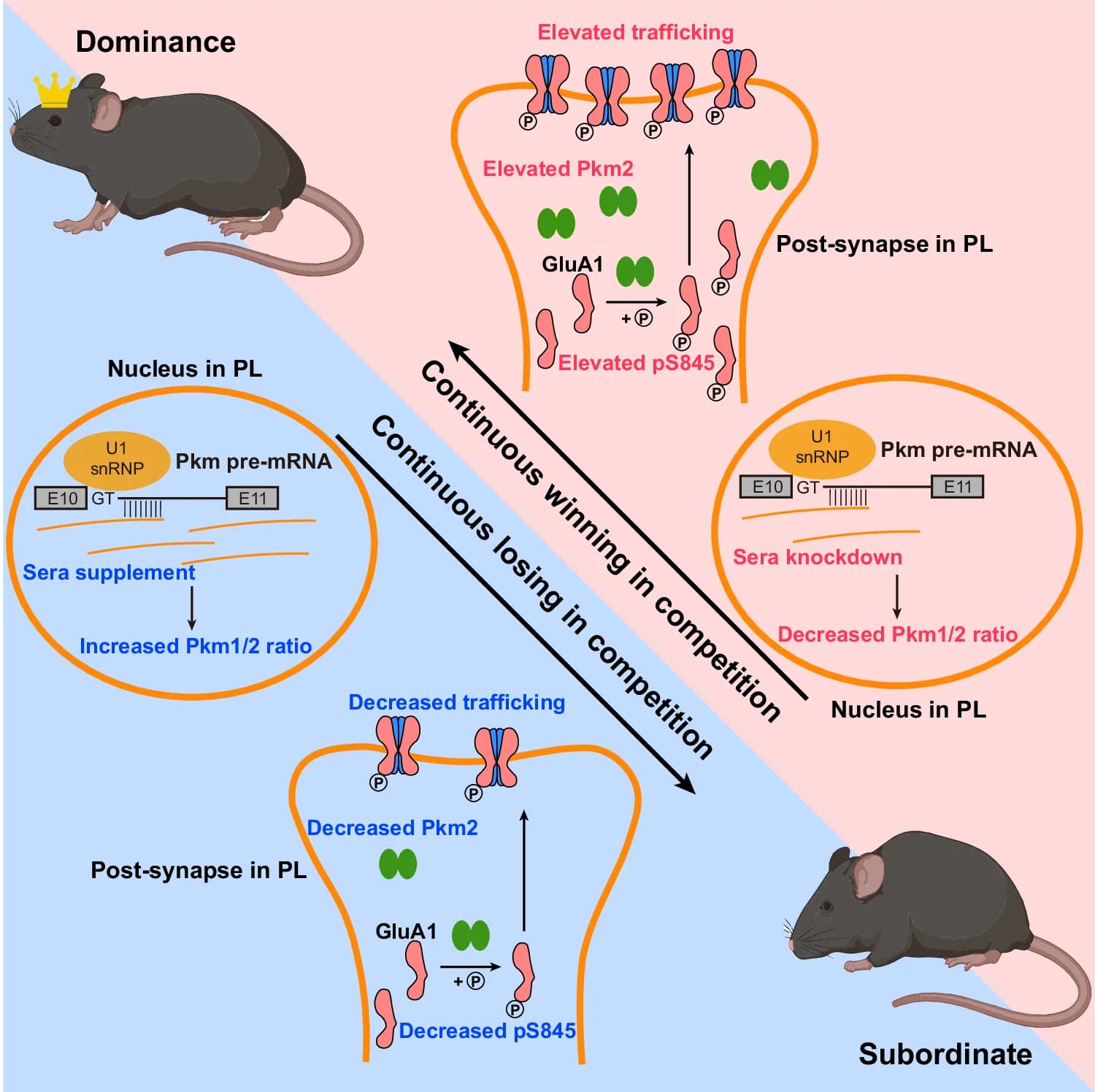 Open access visualization of Workflow, Illustration, lncRNA Sera, PL, Dominant Mice