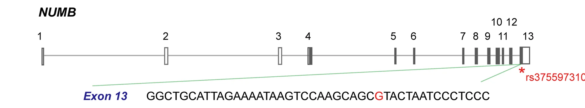 Open access visualization of Illustration, NUMB Gene, Gene Structure, Exons, Introns