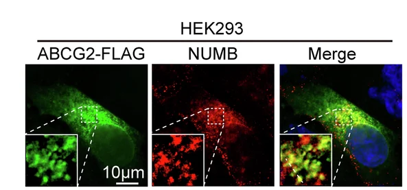 Open access visualization of Microscopy, Immunofluorescence Staining, NUMB, ABCG2, HEK293 Cells