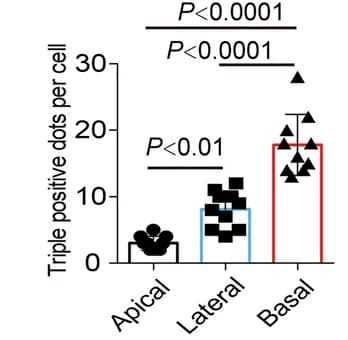 Open access visualization of Bar Plot, Scatter Plot, Error Bars, Triple Positive Dots, Apical