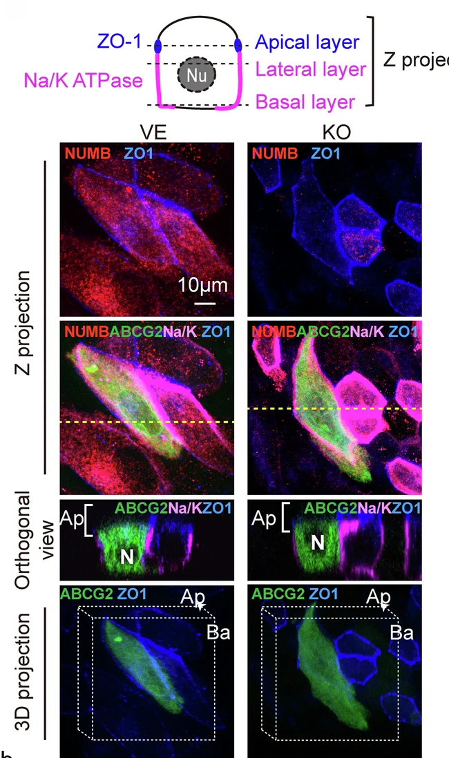 Open access visualization of Microscopy, ABCG2, NUMB, MDCK Cells, ZO-1