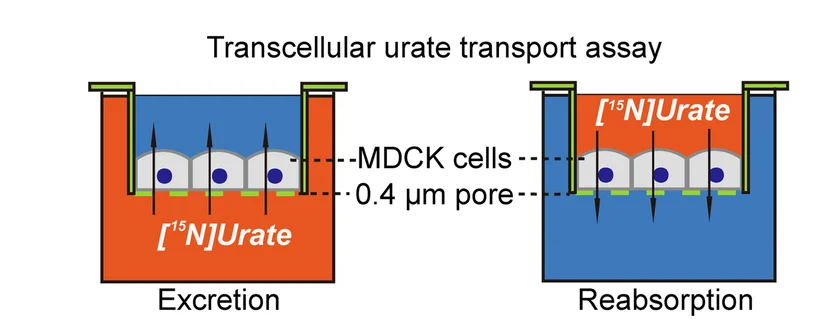 Open access visualization of Workflow, Illustration, Trans-cellular, Uric Acid, Transport Assay