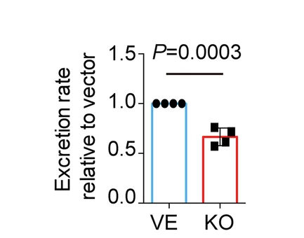 Open access visualization of Bar Plot, Scatter Plot, Error Bars, Statistical Comparison, Excretion Rate