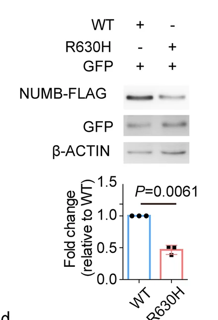 Open access visualization of Bar Plot, Photo, Gel, NUMB WT, NUMB R630H