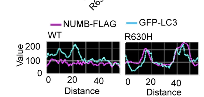 Open access visualization of Line Plot, Fluorescent Signal Intensity, NUMB WT, NUMB R630H, LC3