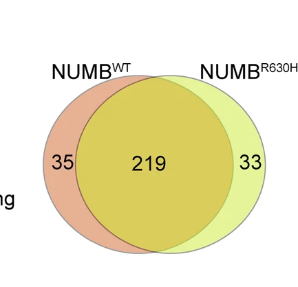 Open access visualization of Venn Diagram, NUMB WT, NUMB R630H, Protein Interactome, Interacting Proteins