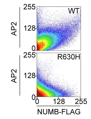 Open access visualization of Scatter Plot, Density Plot, NUMB WT, NUMB R630H, AP2