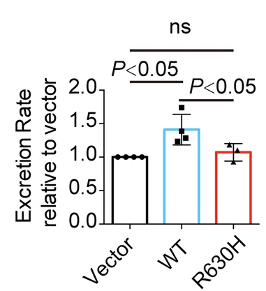 Open access visualization of Bar Plot, Error Bars, Uric Acid Excretion, MDCK Cells, NUMB WT