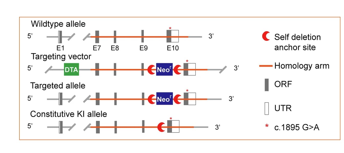 Open access visualization of Workflow, Illustration, NUMB R632H Mutation, Knock-in Mice, Orthologous