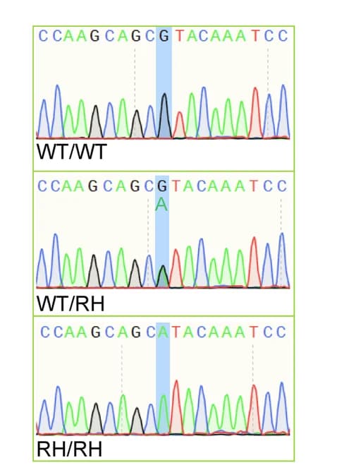 Open access visualization of Line Plot, Electropherograms, Heterozygous Mice, Homozygous Mice, Mutation