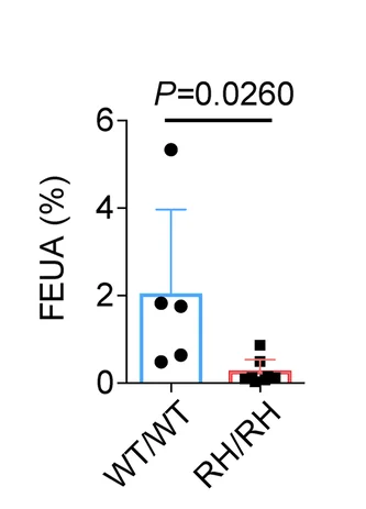 Open access visualization of Bar Plot, Error Bars, Fractional Excretion of Uric Acid, FEUA, WT/WT Mice