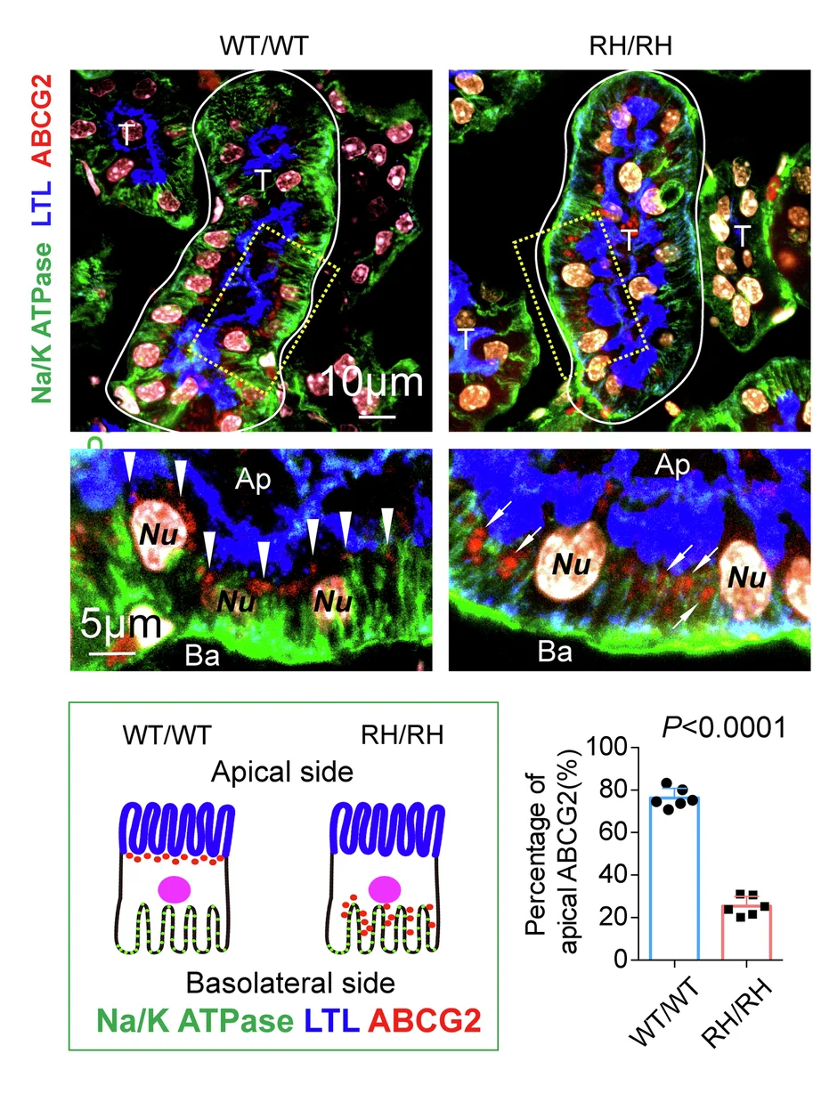 Open access visualization of Microscopy, Illustration, Bar Plot, Immunofluorescence Staining, ABCG2