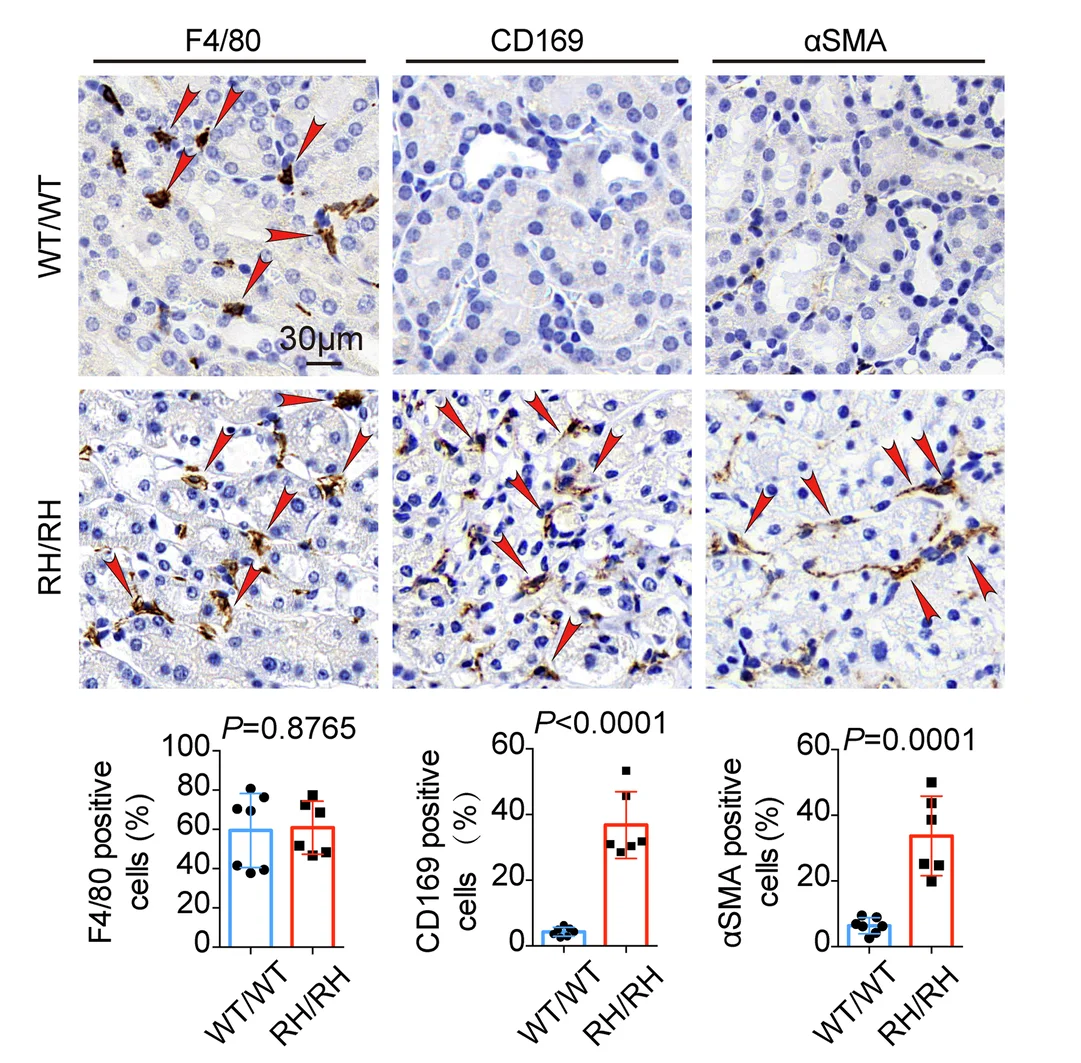 Open access visualization of Microscopy, Bar Plot, Scatter Plot, Error Bars, Immunohistochemical Staining