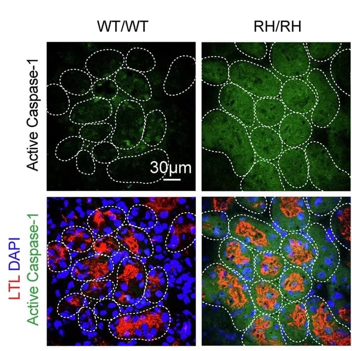 Open access visualization of Microscopy, Immunofluorescence Staining, Active Caspase-1, LTL, DAPI