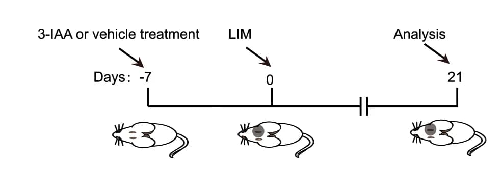 Open access visualization of Workflow, Illustration, Mouse, Experimental Process