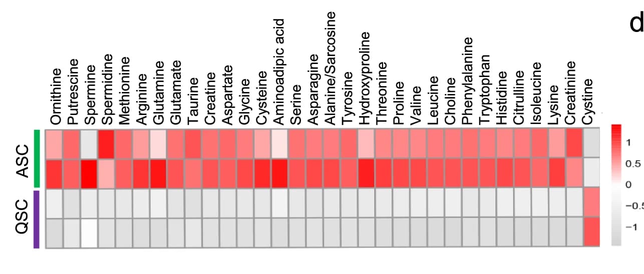 Open access visualization of Heatmap, Amino Acids, Derivatives, Activated Satellite Cells, Quiescent Satellite Cells