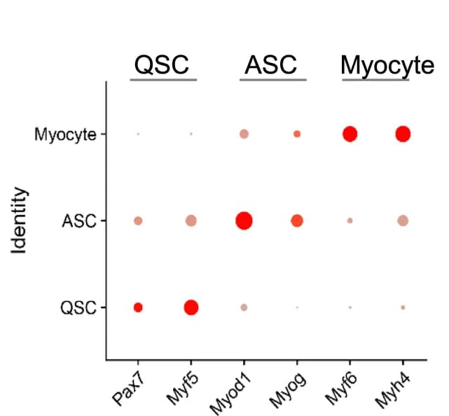Open access visualization of Bubble Plot, Volcano Plot, Metabolites, Activated Satellite Cells, Quiescent Satellite Cells