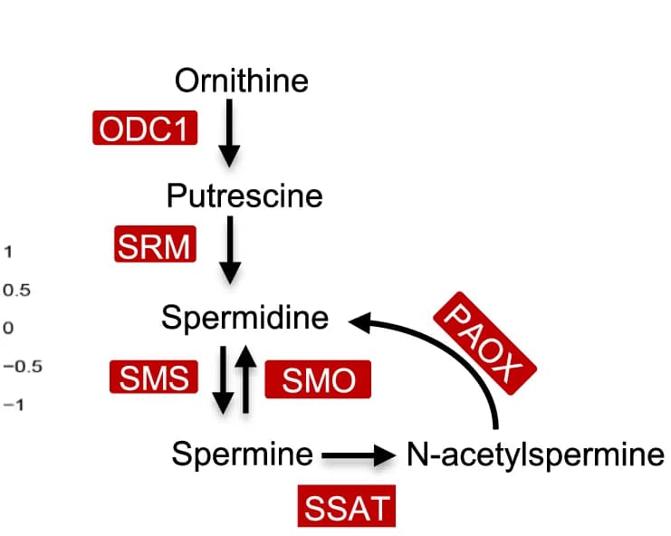 Open access visualization of Workflow, Flowchart, Schematic Diagram, Polyamine Biosynthesis Pathway, Ornithine Decarboxylase