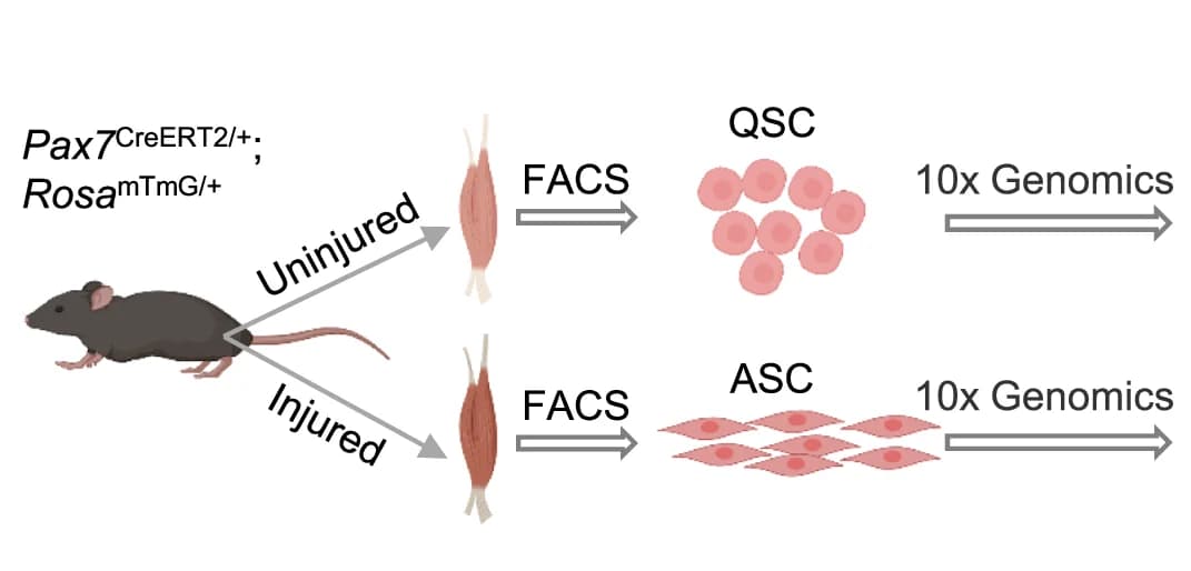 Open access visualization of Workflow, Flowchart, Experimental Scheme, Single-Cell RNA Sequencing, Quiescent Satellite Cells