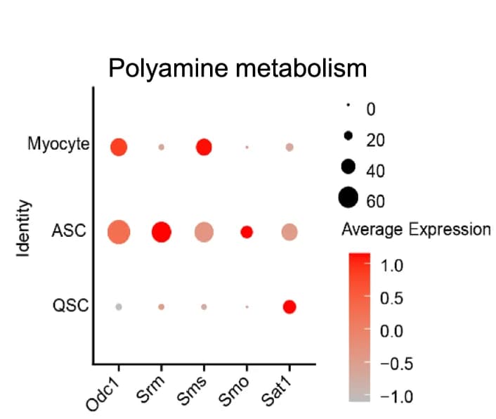 Open access visualization of Bubble Plot, Scatter Plot, Polyamine Biosynthesis Genes, Quiescent Satellite Cells, Activated Satellite Cells