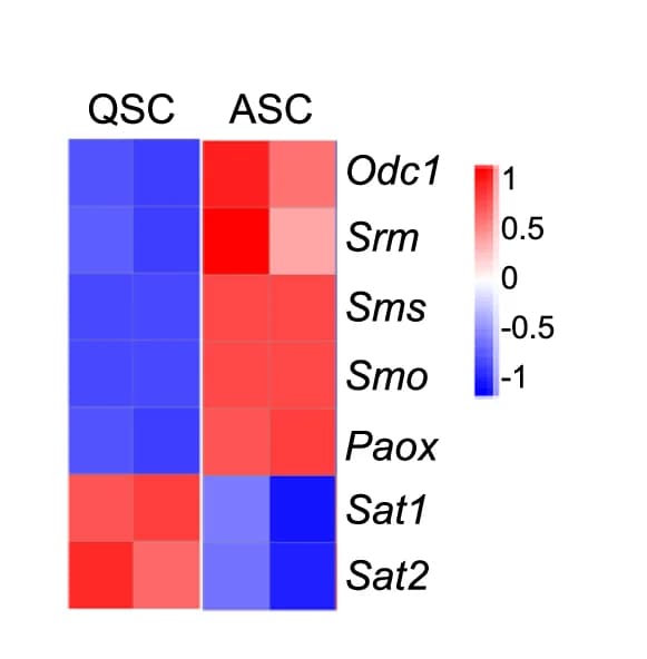 Open access visualization of Heatmap, Polyamine Biosynthesis Genes, Quiescent Satellite Cells, Activated Satellite Cells, Bulk Cell RNA Sequencing