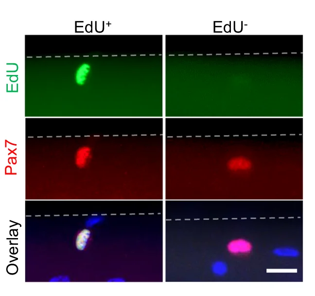 Open access visualization of Microscopy, Immunofluorescent Staining, Pax7, EdU, Myofibers