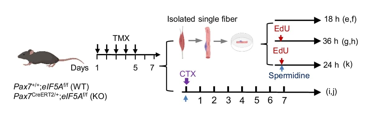 Open access visualization of Workflow, Flowchart, Illustration, Experimental Scheme, SC Activation