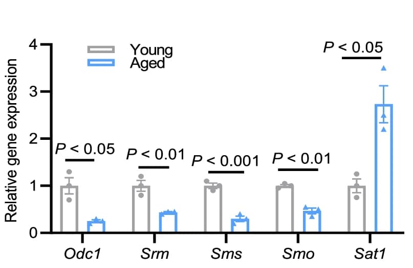 Open access visualization of Bar Plot, Error Bars, Gene Expression, Enzymes, Polyamine Biosynthesis
