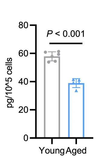 Open access visualization of Bar Plot, Error Bars, Spermidine, SCs, Mice