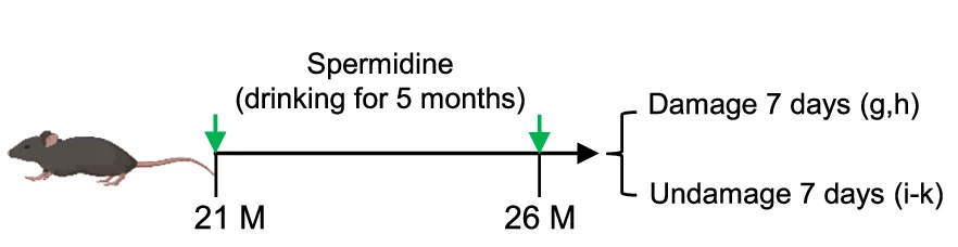 Open access visualization of Workflow, Illustration, Experimental Scheme, Mice, Spermidine