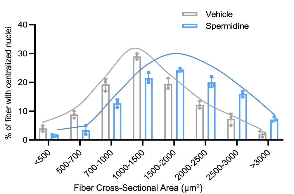 Open access visualization of Bar Plot, Line Plot, Error Bars, Cross-Sectional Area, Regenerating Myofibers